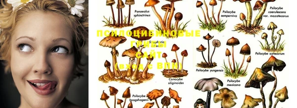 PSILOCYBIN Бронницы